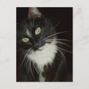 Meow Cats 16 Carte postale