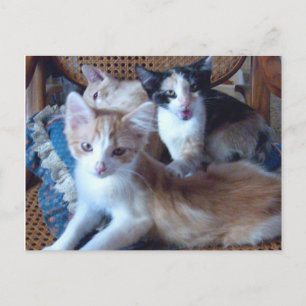 Meow Cats 21 Postcard