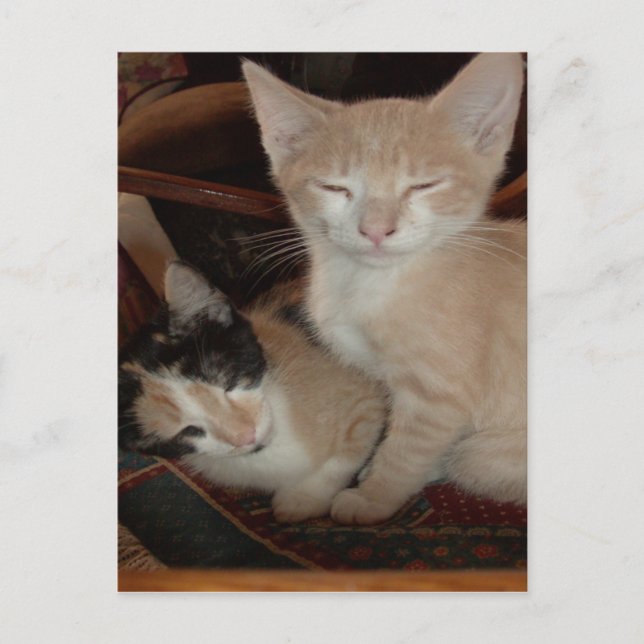 Meow Cats 28 Postcard (Front)