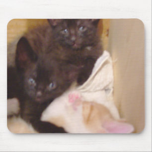 Meow Cats 38 Mousepad
