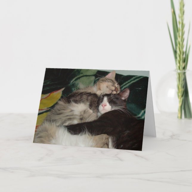 Meow Cats 3 Greeting Card (Front)