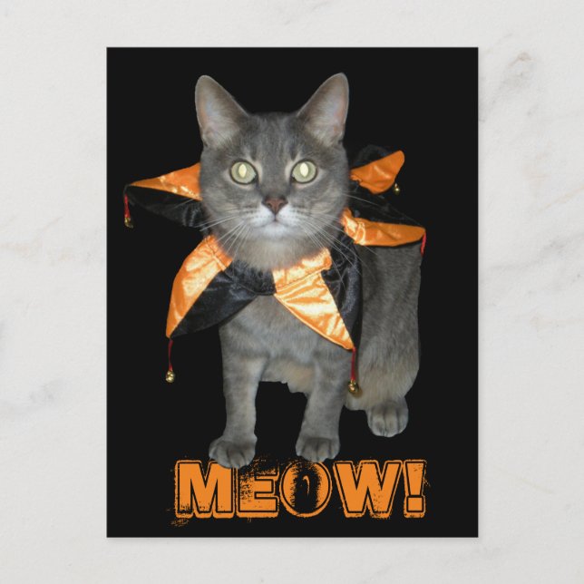 Meow Costume Cat Postcard (Front)