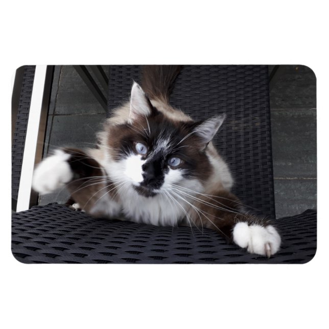 Meow! Magnet (Horizontal)