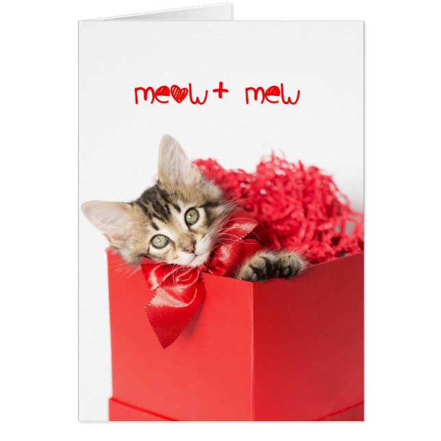 Meow + Mew Kitten (Front)