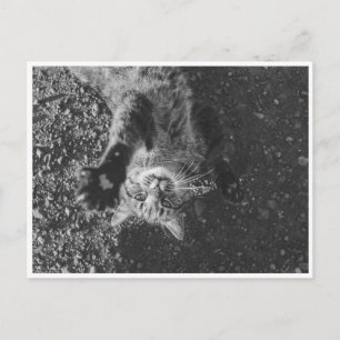 Meow Postcard