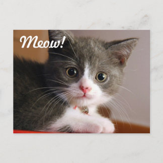 Meow! Postcard