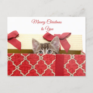 Meowy Christmas to You Cute Kitten in Gift Box Holiday Postcard