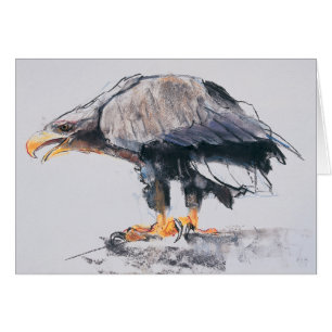 Mer Eagle coupée la queue par blanc 2001