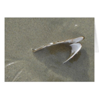 Mer enterrée Shell