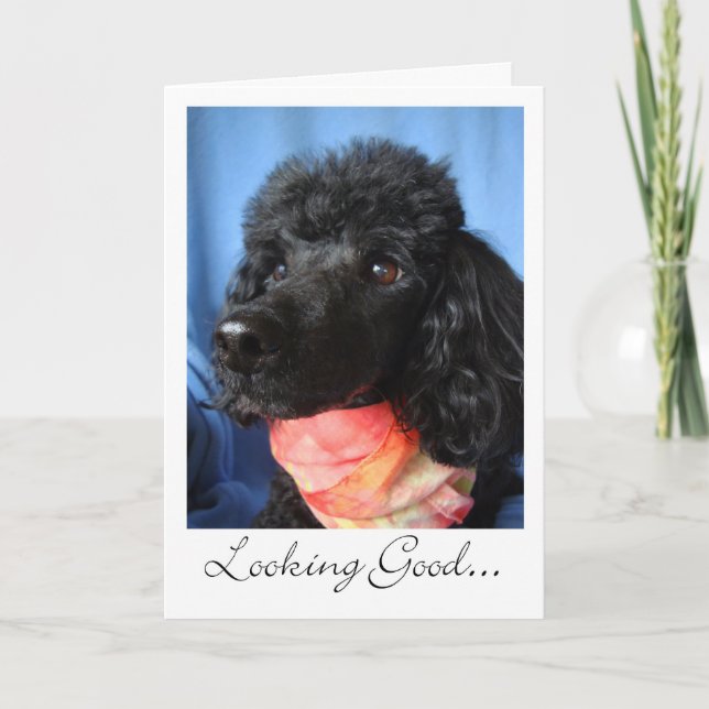 Merci À Groomer ou Stylist Poodle Avec Écharpe (Devant)