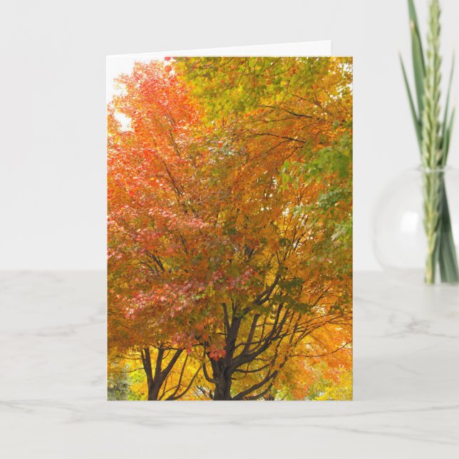 Merci à un vétéran, DSCF8707 (Devant)