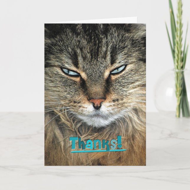 Merci au chat Maine Coon (Devant)