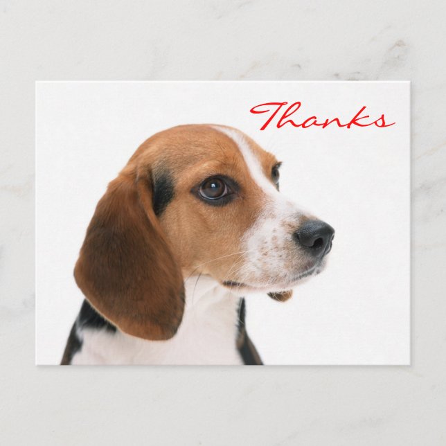 Merci Beagle Chien Chien Chien Salutation Carte po (Devant)