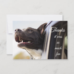 Merci beaucoup de chien adorable dehors la fenêtre