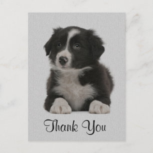 Merci Bordure Collie Chien Chien Chien Chien Carte