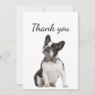 Merci Boston Terrier chien animal animal animal an