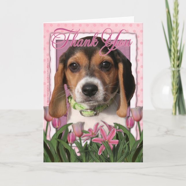 Merci - Chiot Beagle (Devant)