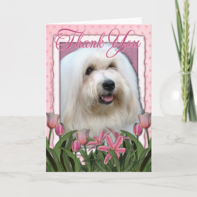 Merci - coton de Tulear (Devant)