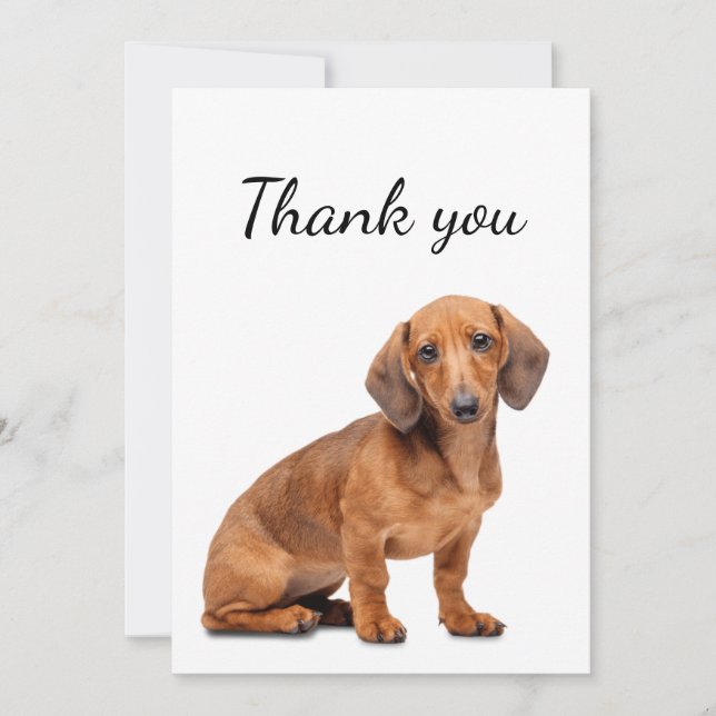 Merci Dachshund Chien Animal animal de compagnie (Devant)