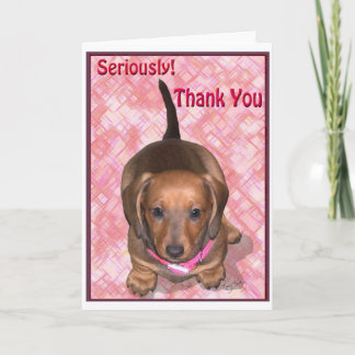Merci de A little Dachshund Puppy