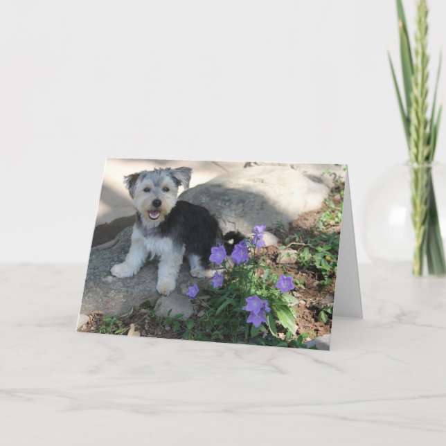 Merci de chiot (Devant)