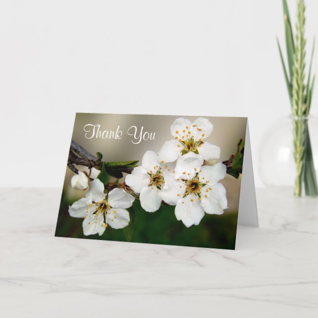 Merci de fleurs de cerisier blanc (Devant)