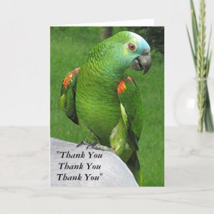 Merci de perroquet