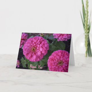 Merci de zinnia de roses indien