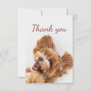 Merci Fun Floofy Happy Chien chiot