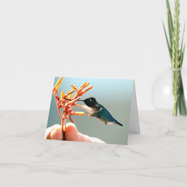 Merci Hummingbird (Devant)