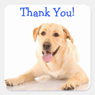 Merci Labrador Rétriever Sticker Chien Étiquettes