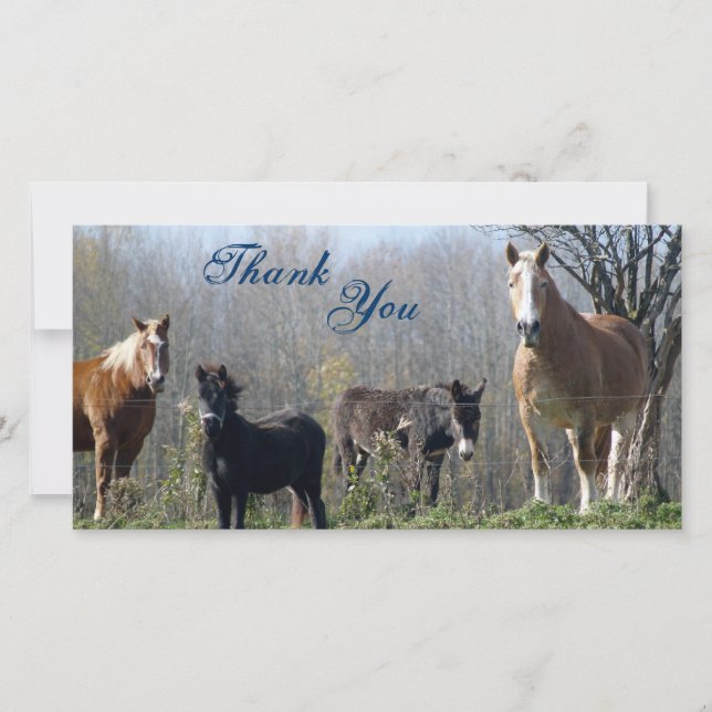 Merci les chevaux, le poney, et l'âne Photocards (Devant)