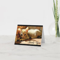 Merci mignon de Little Kitten