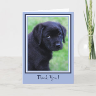 Merci noir Labrador Chien mignon Chien bleu