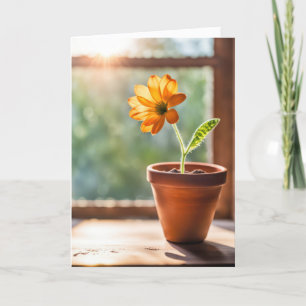 Merci Orange Daisy