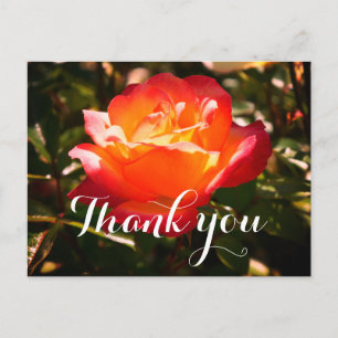 Merci Rainbow Sorbet Rose #5 Carte postale