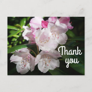 Merci Sakura Fleur de Cerisier #2 Carte Postale