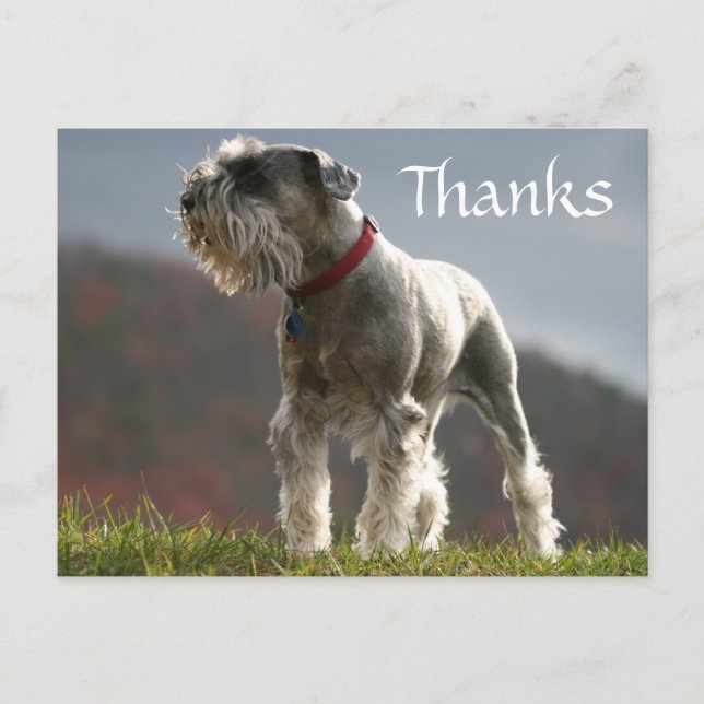 Merci Schnauzer Puppy Chien Grey Carte Postale (Devant)