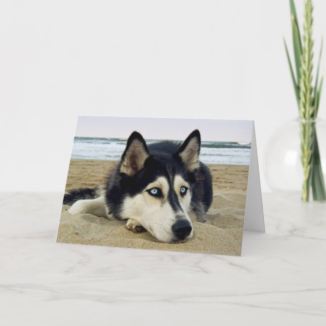 Merci Siberian Husky sur la carte de voeux de plag (Devant)