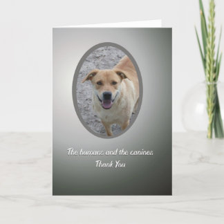 Merci volontaire, délivrance de chien