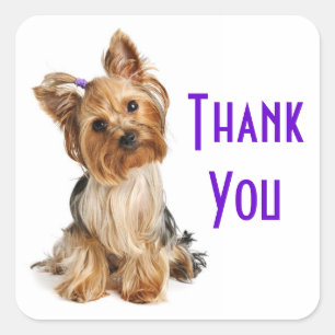 Merci Yorkshire Terrier Stickers Chien