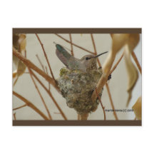Mère Colibri | Carte postale Blue Beach Song™