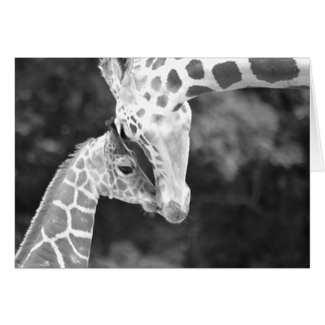 Mère et bébé câlin Giraffe. (Devant Horizontal)