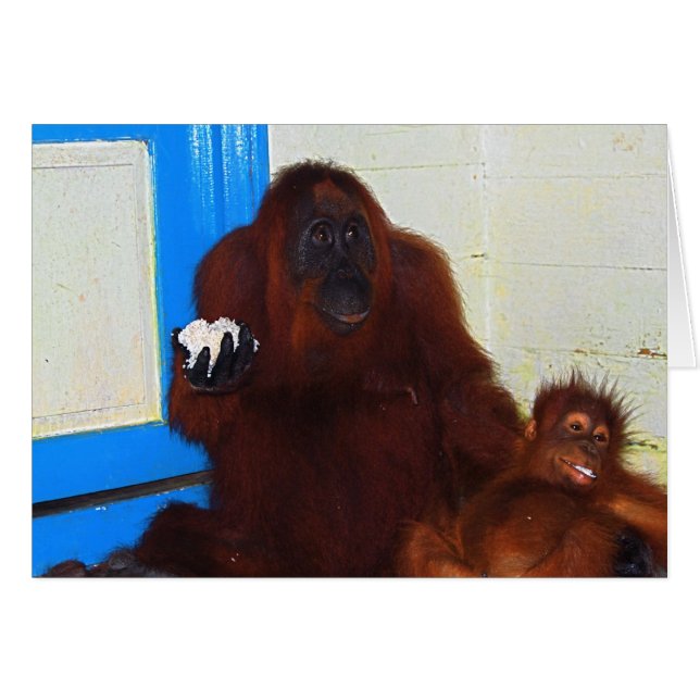 Mère et bébé d'orang-outan de Leakey de camp (Devant horizontal)