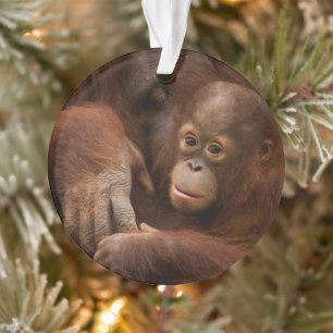 Mère orang-outan et bébé au zoo