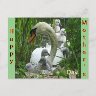 Mère Swan avec bébés Carte postale Fête des mères