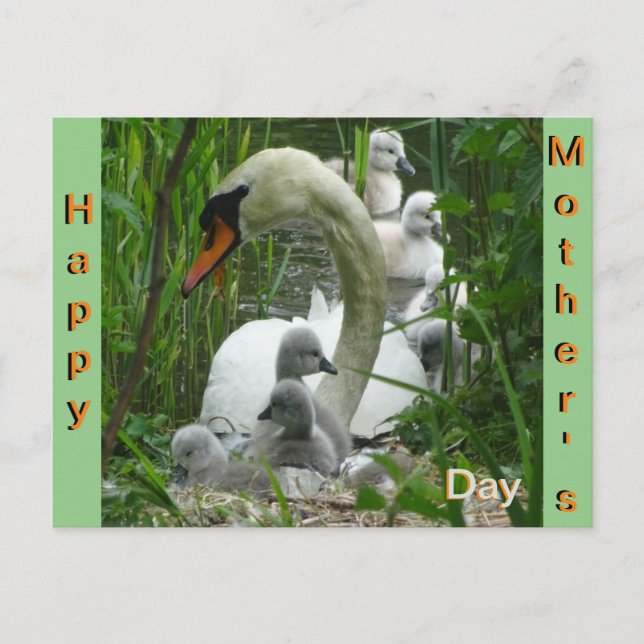 Mère Swan avec bébés Carte postale Fête des mères (Devant)