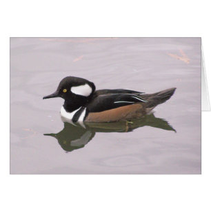 Merganser à capuchon