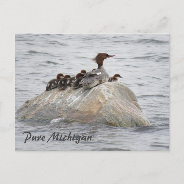 Merganser and chicks, Northern Michigan postcard (Front)