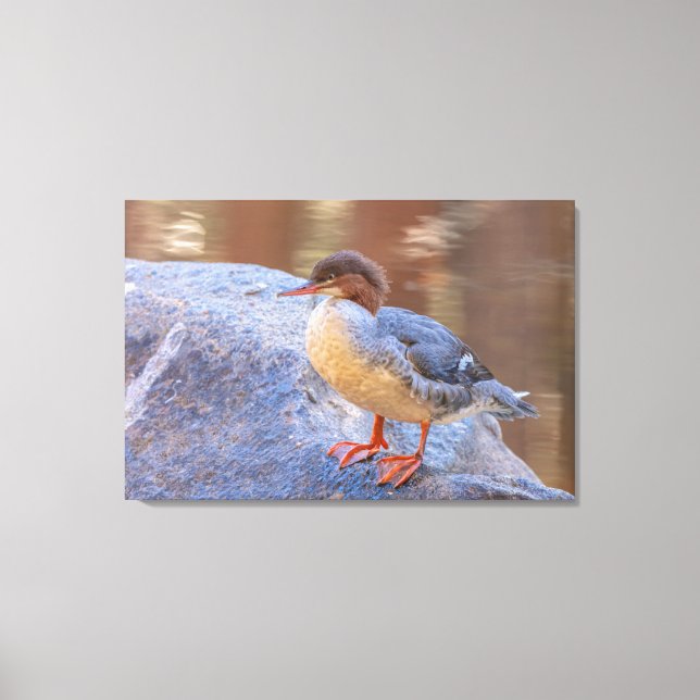 Merganser  canvas print (Front)